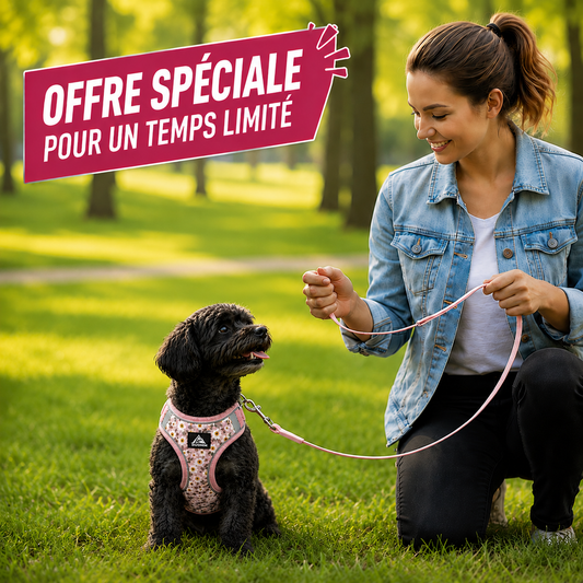 Harnais pour petit chien | Confort Sécurisé