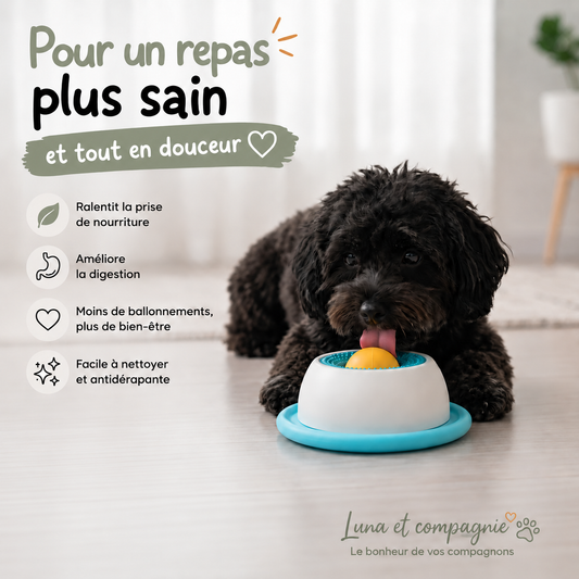 Gamelle anti glouton Chien | Digestion optimale