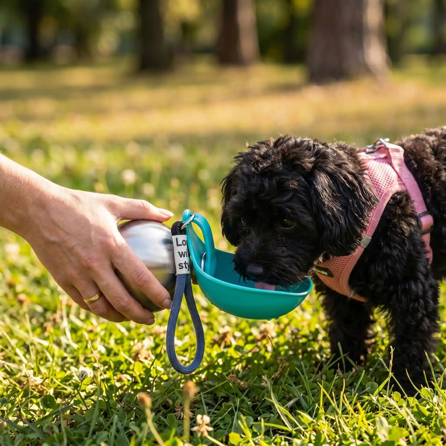 chien noir maltipoo qui boit dans une gourde bleue dans le parc
