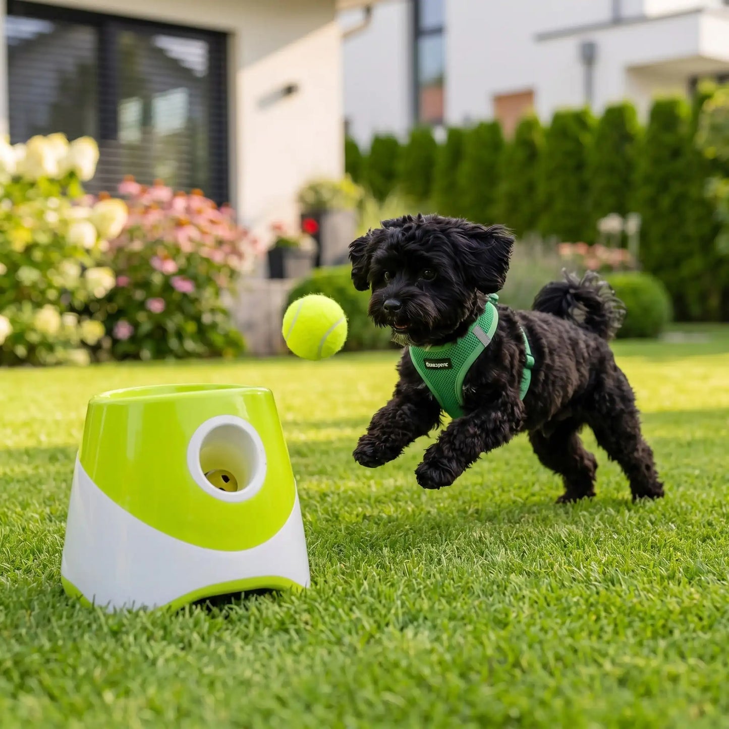 Lanceur de balle pour Chien | Portée 10m