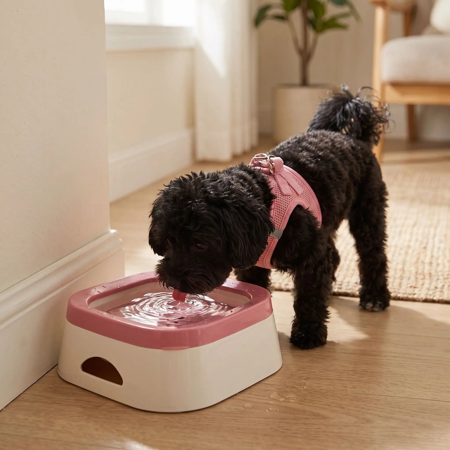 Gamelle anti eclaboussure | AquaProtect