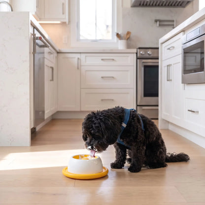 Gamelle anti glouton Chien | Digestion optimale