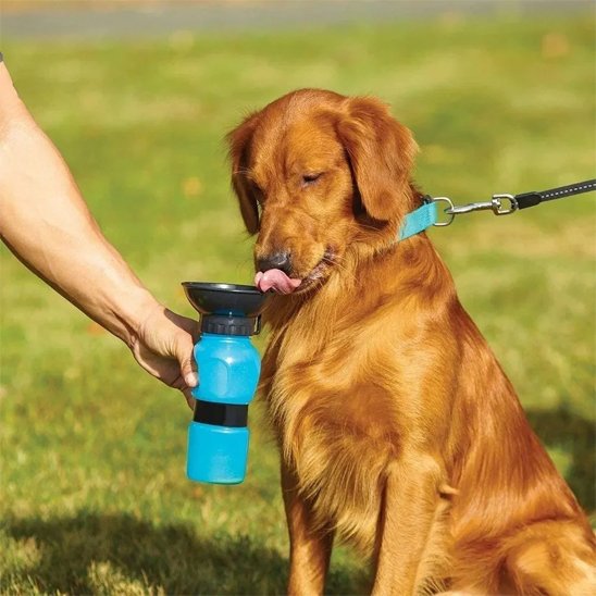 Gourde pour chien​