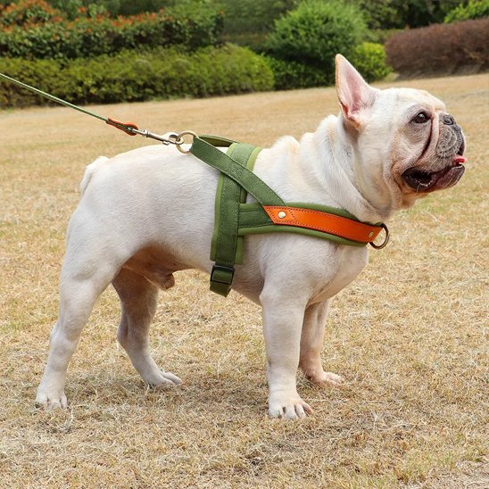 Harnais Chien anti traction