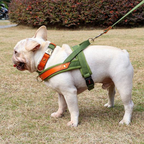 Harnais Chien anti traction