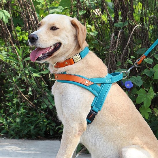 Harnais Chien anti traction