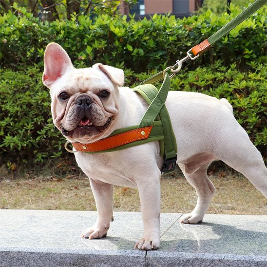 Harnais Chien anti traction