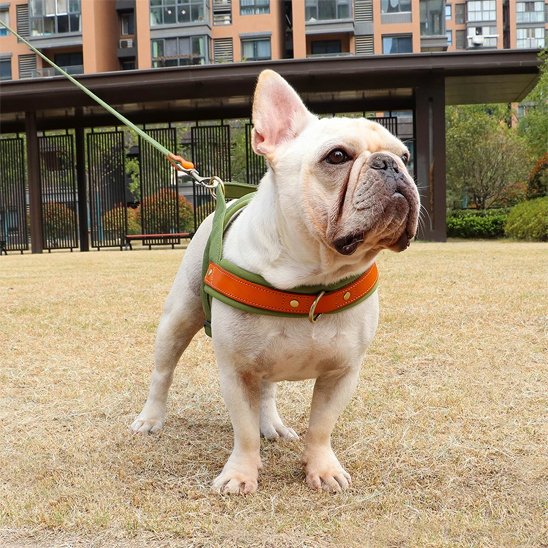 Harnais Chien anti traction