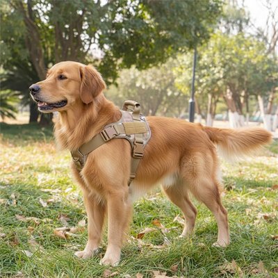 Harnais chien 
