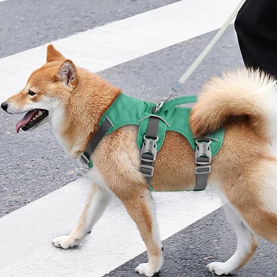 Harnais pour chien