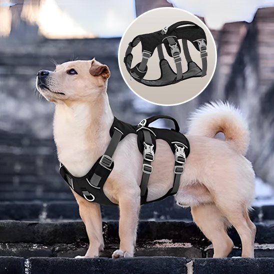 Harnais pour chien