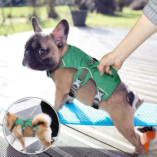 Harnais pour chien