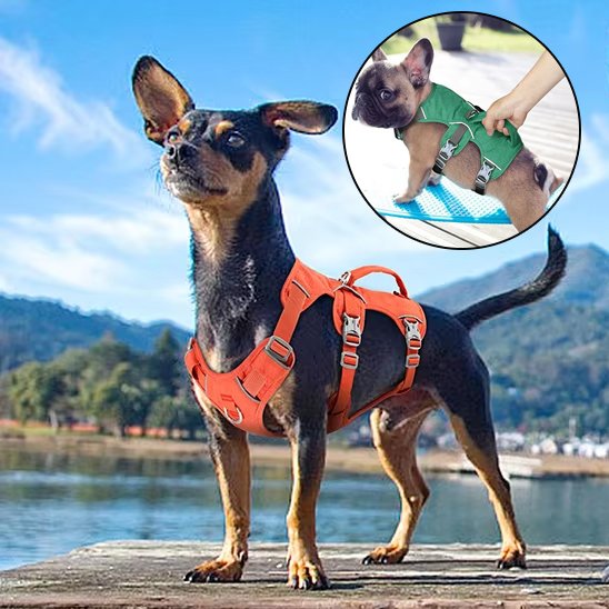 Harnais pour chien