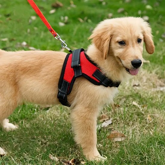 Harnais pour chien