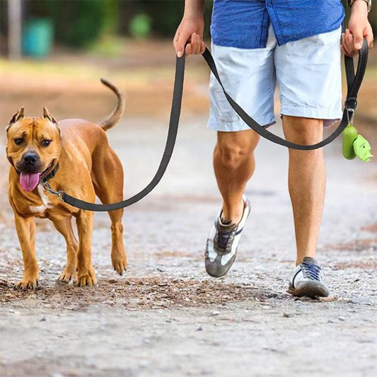 Laisse pour chien