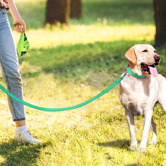 Laisse pour chien