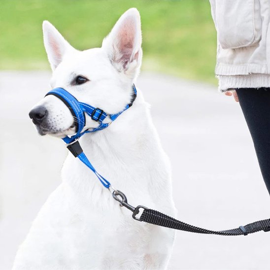 Muselière chien​